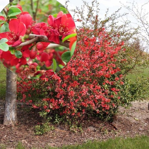 Chaenomeles japonica 'Sargentii' - Jaapani ebaküdoonia 'Sargentii' C1,5/1,5L